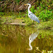 Grey heron Grey heron