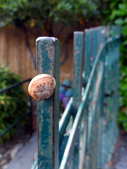 not the best place for this snail ... not the best place for this snail ...