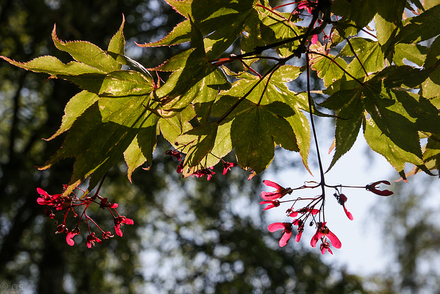 Acer palmatum