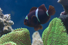 Black clownfish at Deep Sea World