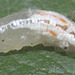 IMG 5710Hoverfly larva on bramble leaf