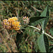 Buddleja x weyeriana 'Sungold', Buddleia jaune (1)