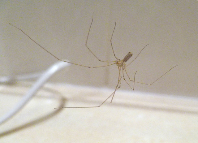 Daddy-long-legs Spider, Pholcus phalangioides