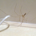 Daddy-long-legs Spider, Pholcus phalangioides