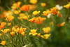 California Poppies