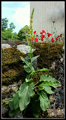 Verbascum nigrum  (1)