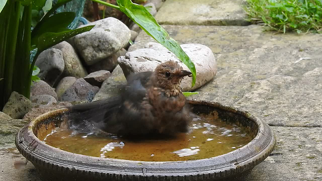 20170814 2889CP~V [D~LIP] Amsel [Schwarzdrossel] [JV], Bad Salzuflen