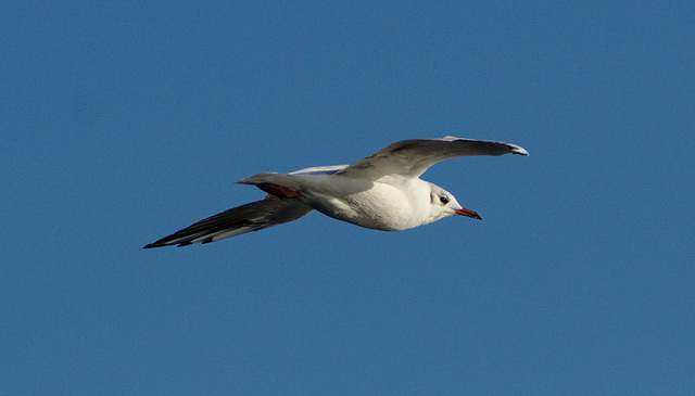 Seagull EF7A9224