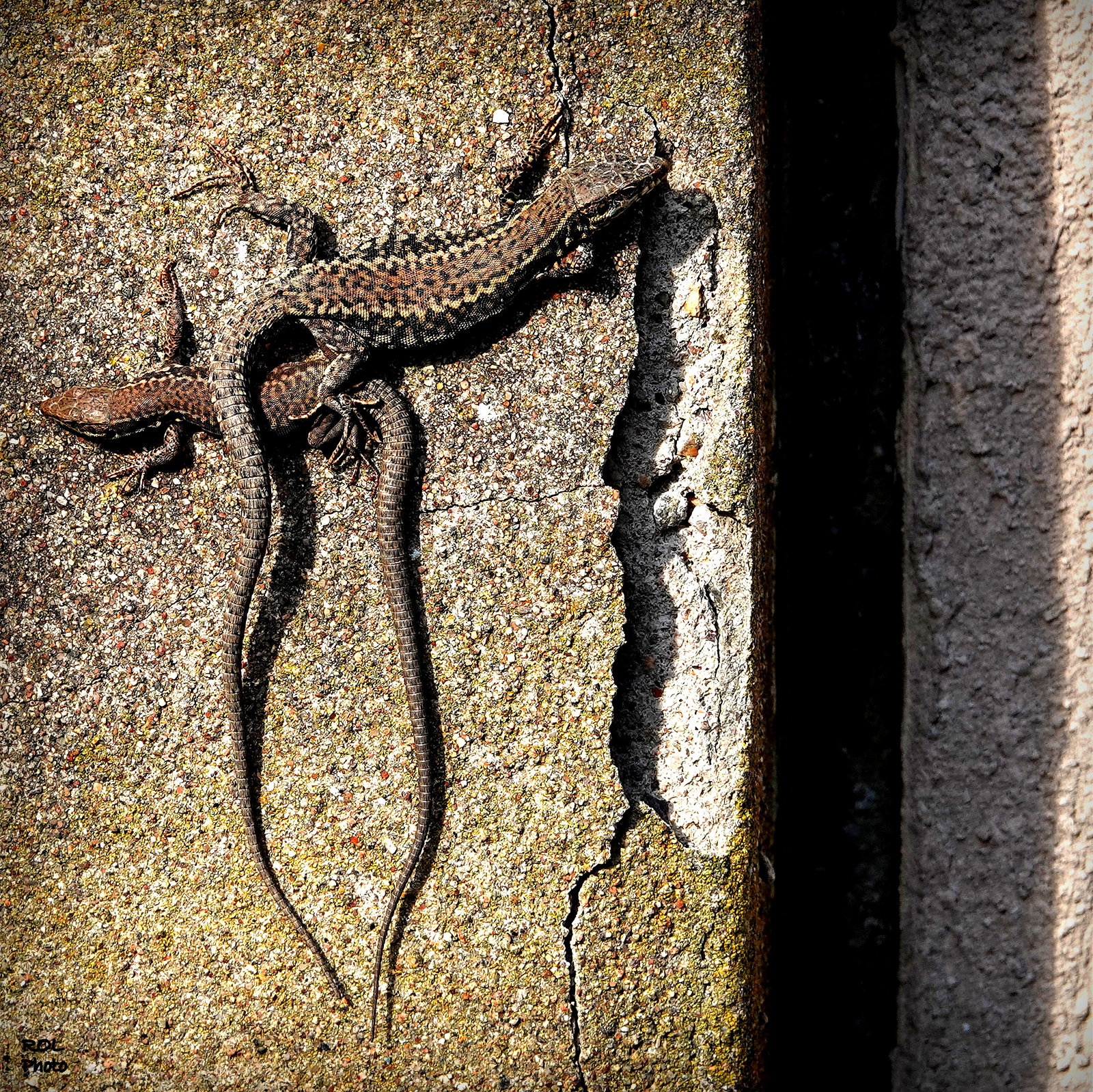 Mimétisme sur un mur  lézardé