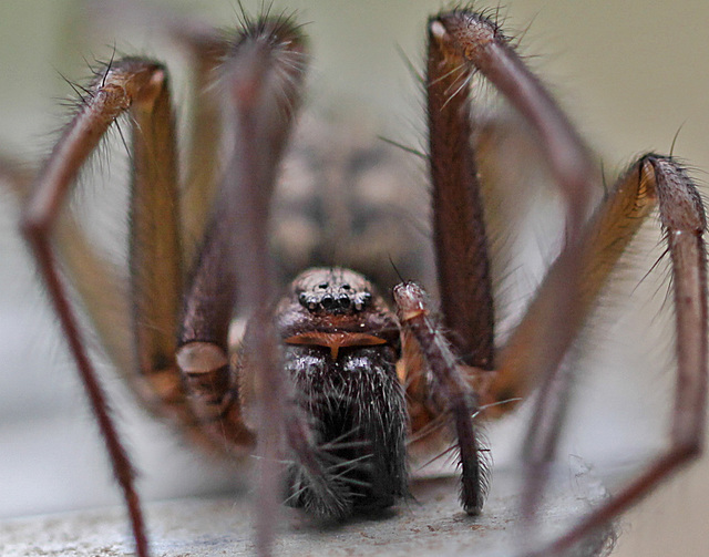 20100514 3446Mw [D~LIP] Haus-, Winkelspinne (Eratigena atrica syn. Tegenaria atrica), Bad Salzuflen