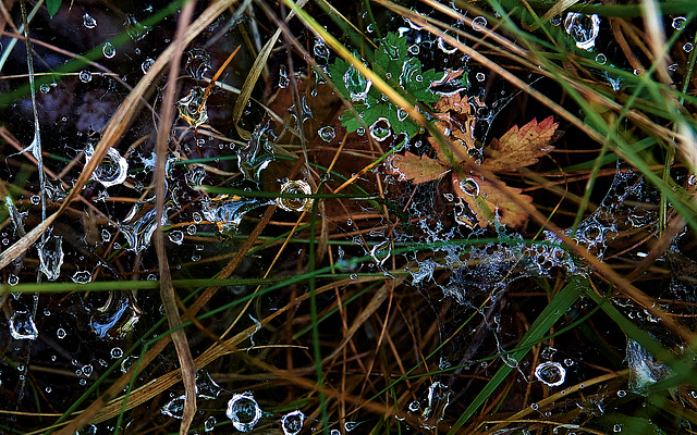 Drops Among The Grass