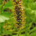 20210927 2918CPw [D~LIP] Fuchsrote Borstenhirse (Setaria helvola), UWZ, Bad Salzuflen