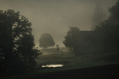 Geese in the Mist