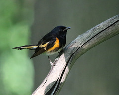 paruline flamboyante / american redstart