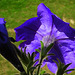 petunia on my balcony