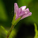 20240520 0143CPw [D~LIP] Berg-Weidenröschen (Epilobium montanum), BS