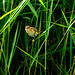 Reed warbler Reed warbler
