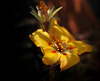 Portulaca grandiflora