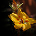 Portulaca grandiflora