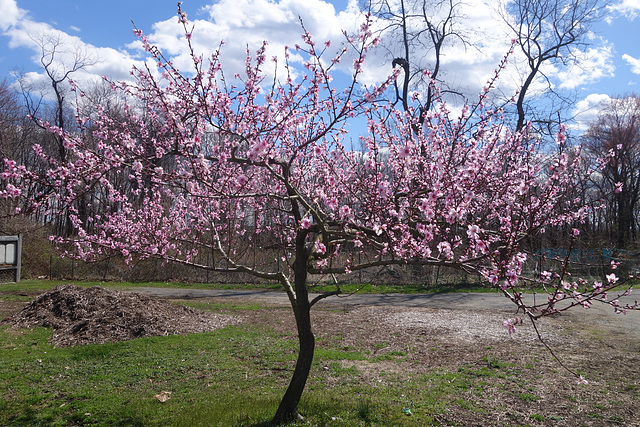 Flowering Tree