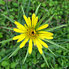 A wild flower, found on the roadside