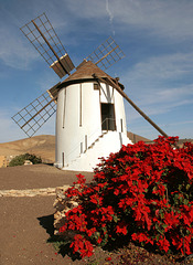 Windmühle in Tiscamanita