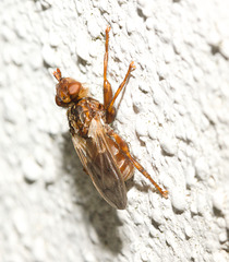 IMG 4086Conopidfly