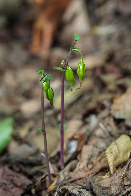 Triphora trianthophoros (Three-birds orchid) seed capsules