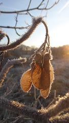 Fruchtblatt eines Feldahorns im Rauhreif und Morgensonne