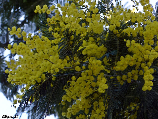 MIMOSA