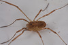 IMG 4932Harvestman