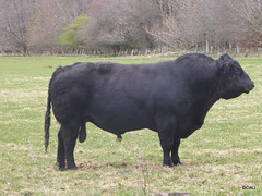 One of the Altyre bulls