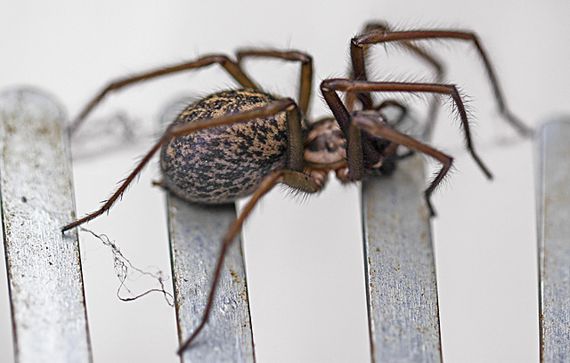 20100514 3447Mw [D~LIP] Haus-, Winkelspinne (Eratigena atrica syn. Tegenaria atrica), Bad Salzuflen