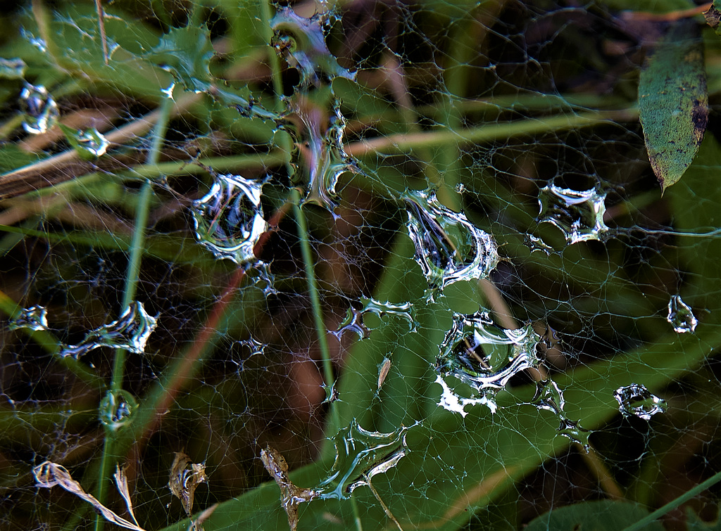 Drops Among The Grass