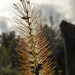 20210927 2919CPw [D~LIP] Fuchsrote Borstenhirse (Setaria helvola), UWZ, Bad Salzuflen