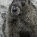 Hoary marmot = eisgraues Murmeltier = Marmota caligata ... P.i.P. (© Buelipix)