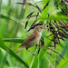 Reed warbler Reed warbler