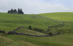 HWW ~ Pastoral evergreen