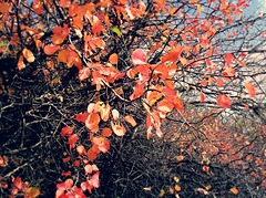 Autumn orange