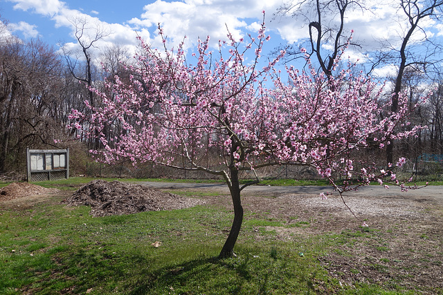 Flowering Tree