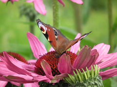 A peacock butterfly having lunch