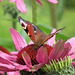 A peacock butterfly having lunch