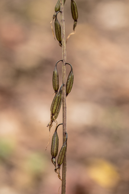 Tipularia disolor (Crane-fly orchid) seed capsules