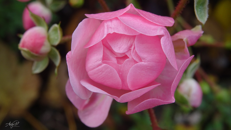 the last roses