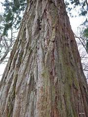 Sequoia