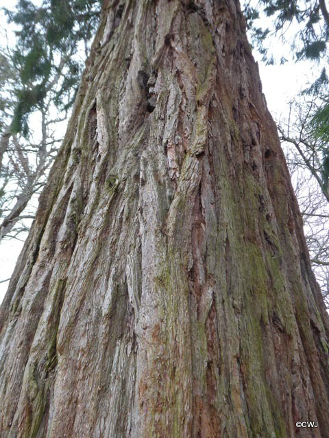 Sequoia