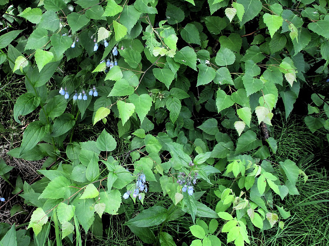 bluebells