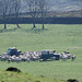 Feeding time for the sheep