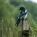 Magpie Magpie