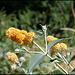 Buddleja x weyeriana 'Sungold', Buddleia jaune (2)